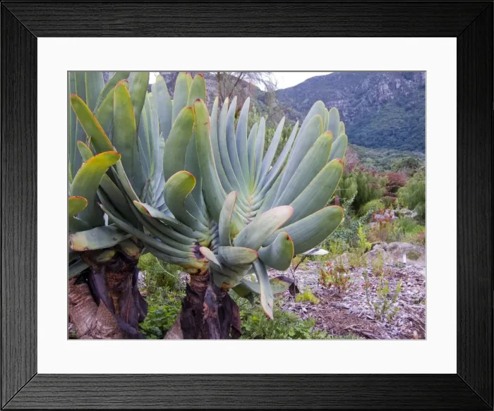 Framed Print : Picture No. 10922260 Framed Print : Picture No. 10922260