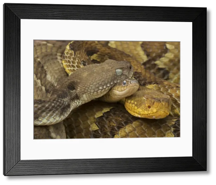 Framed Print : Picture No. 10946837 Framed Print : Picture No. 10946837