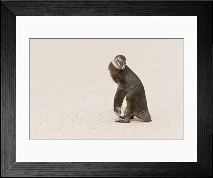 Framed Print : Picture No. 10922238