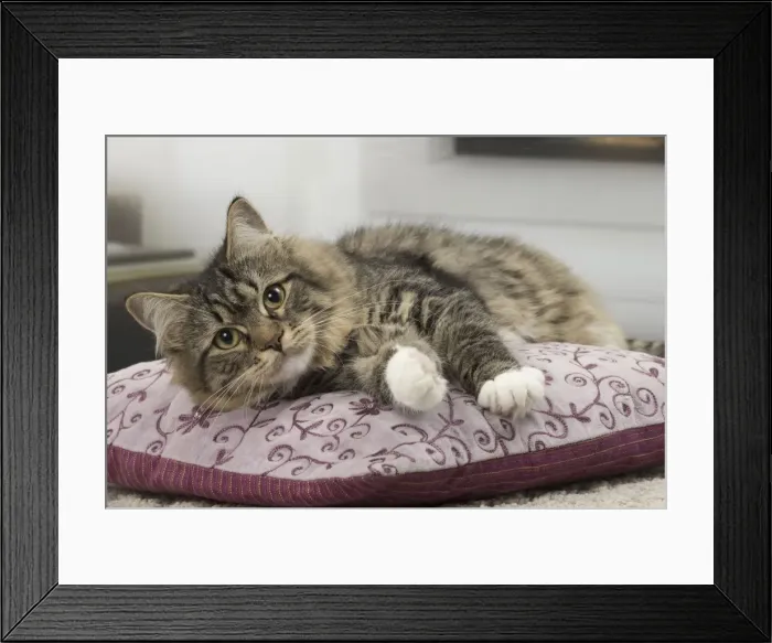 Framed Print : Picture No. 10922504 Framed Print : Picture No. 10922504