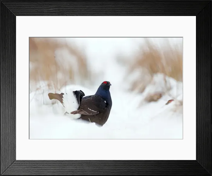Framed Print : Picture No. 10946878