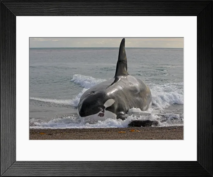 Framed Print : Picture No. 10947601 Framed Print : Picture No. 10947601