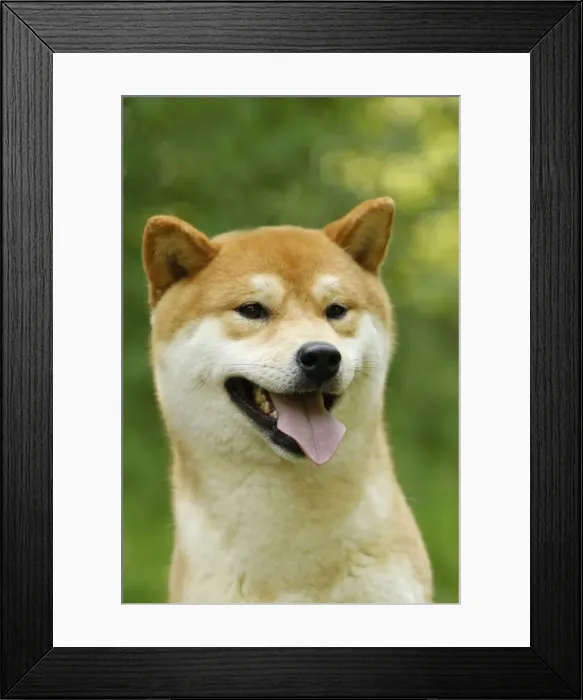 Framed Print : Picture No. 10922306 Framed Print : Picture No. 10922306