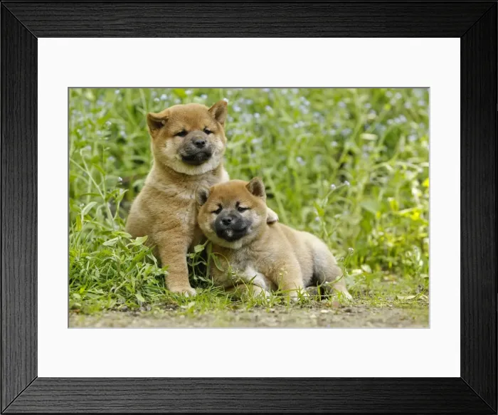 Framed Print : Picture No. 10922310 Framed Print : Picture No. 10922310