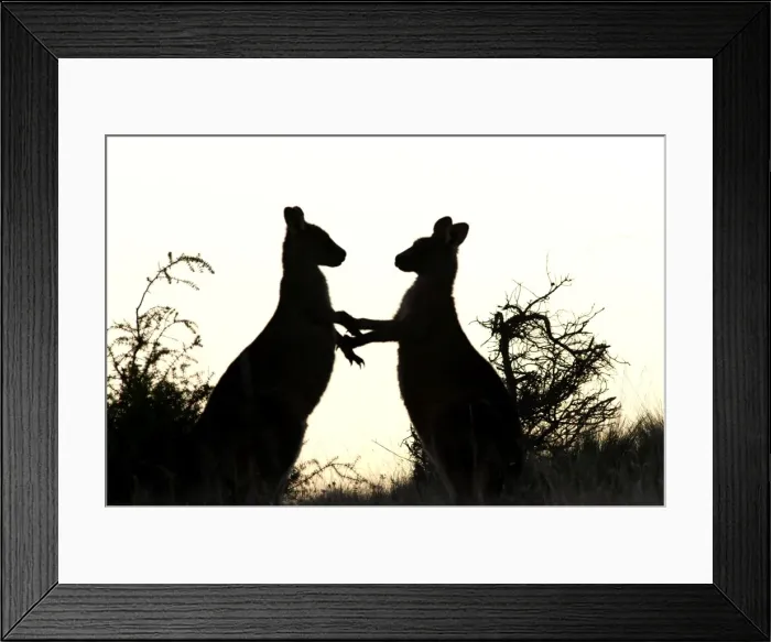 Framed Print : Picture No. 10947470