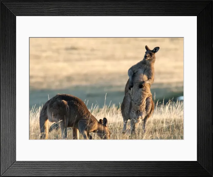 Framed Print : Picture No. 10947501 Framed Print : Picture No. 10947501