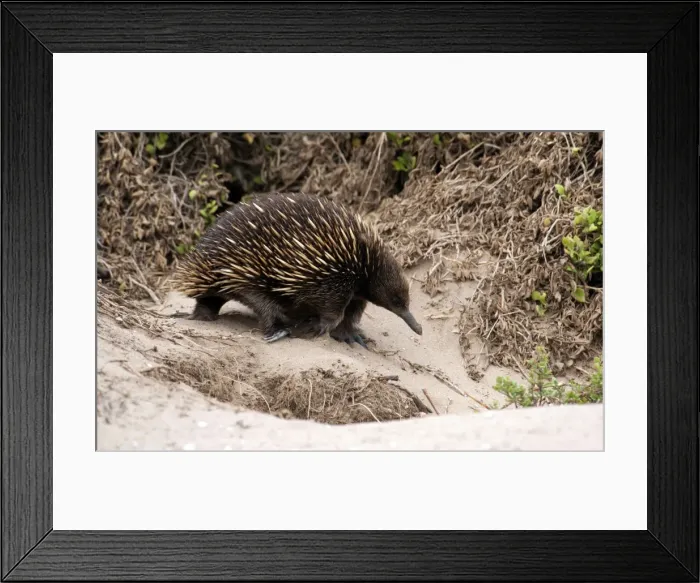 Framed Print : Picture No. 10947511 Framed Print : Picture No. 10947511