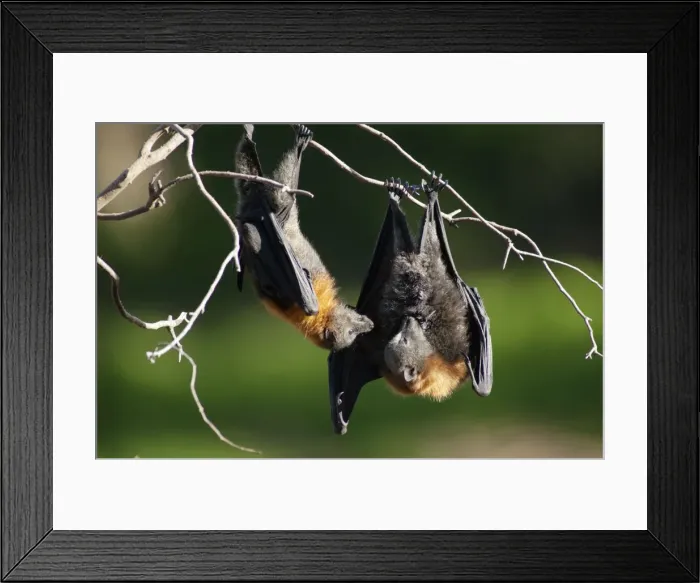Framed Print : Picture No. 10947488 Framed Print : Picture No. 10947488