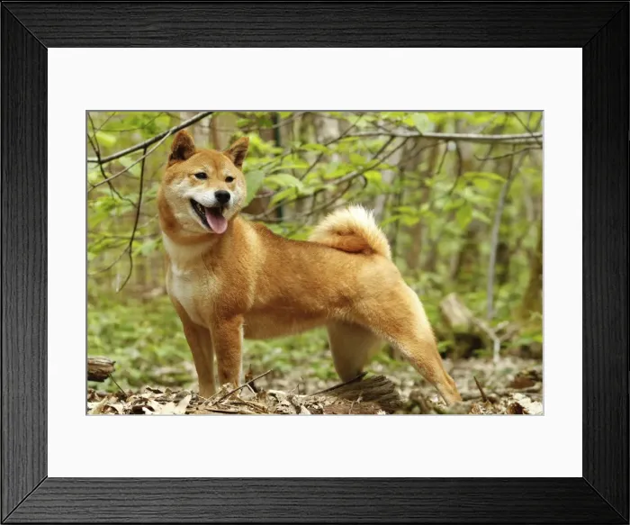 Framed Print : Picture No. 10922332 Framed Print : Picture No. 10922332