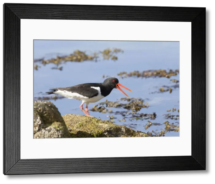 Framed Print : Picture No. 10947863 Framed Print : Picture No. 10947863