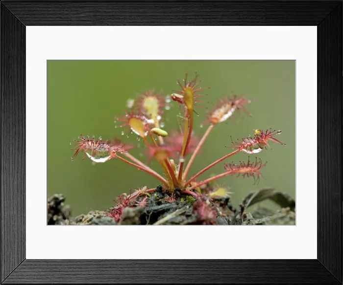 Framed Print : Picture No. 10947855 Framed Print : Picture No. 10947855