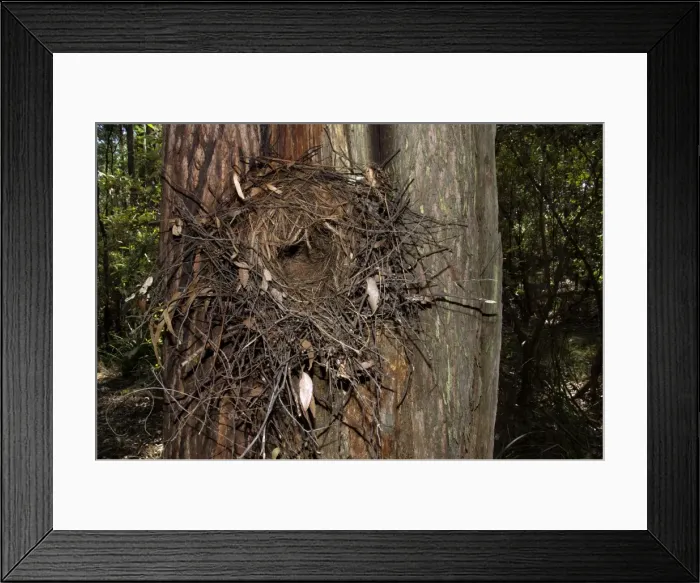 Framed Print : Picture No. 10947433 Framed Print : Picture No. 10947433