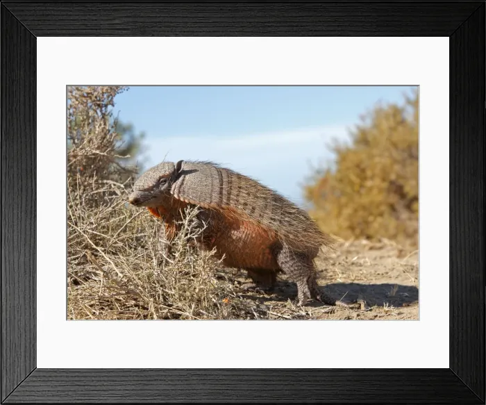 Framed Print : Picture No. 10947586 Framed Print : Picture No. 10947586