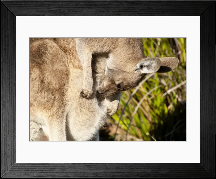 Framed Print : Picture No. 10947475 Framed Print : Picture No. 10947475