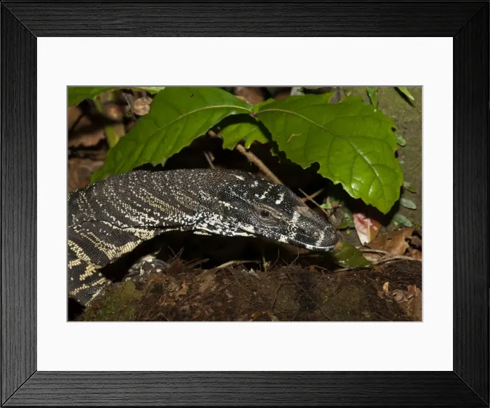 Framed Print : Picture No. 10947337 Framed Print : Picture No. 10947337