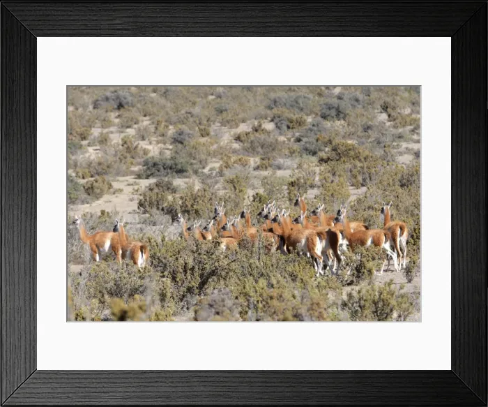 Framed Print : Picture No. 10947590 Framed Print : Picture No. 10947590