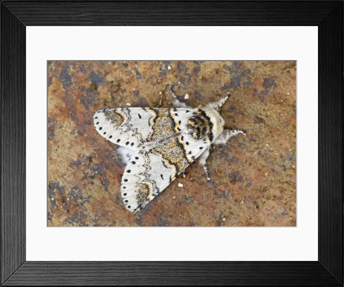 Framed Print : Picture No. 10947867 Framed Print : Picture No. 10947867