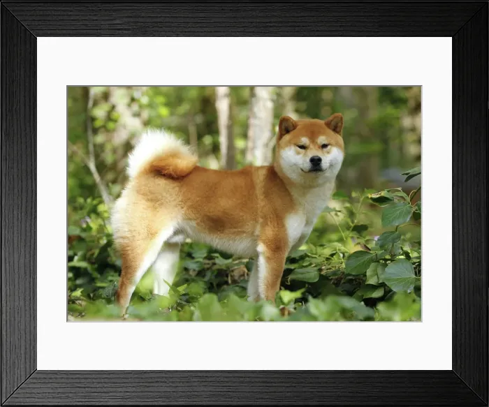 Framed Print : Picture No. 10922290 Framed Print : Picture No. 10922290