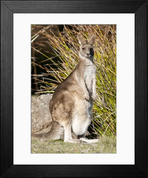 Framed Print : Picture No. 10947509