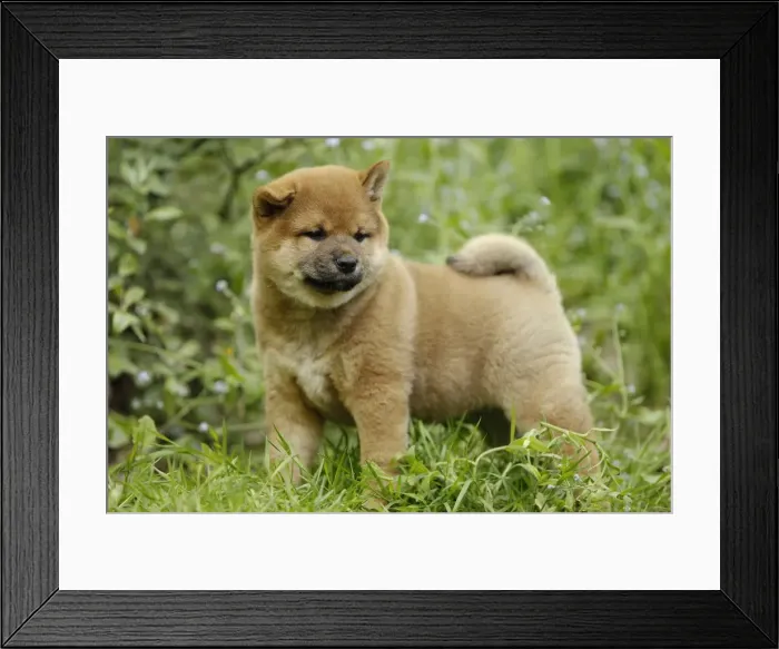 Framed Print : Picture No. 10922312 Framed Print : Picture No. 10922312