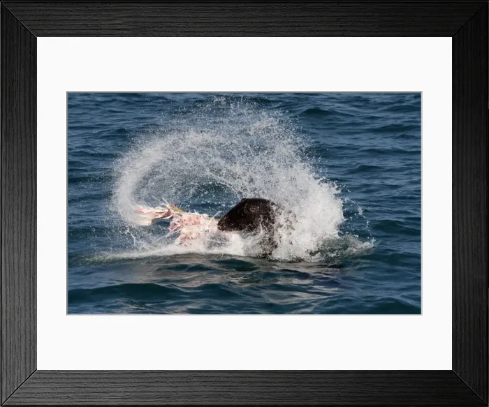 Framed Print : Picture No. 10947492 Framed Print : Picture No. 10947492