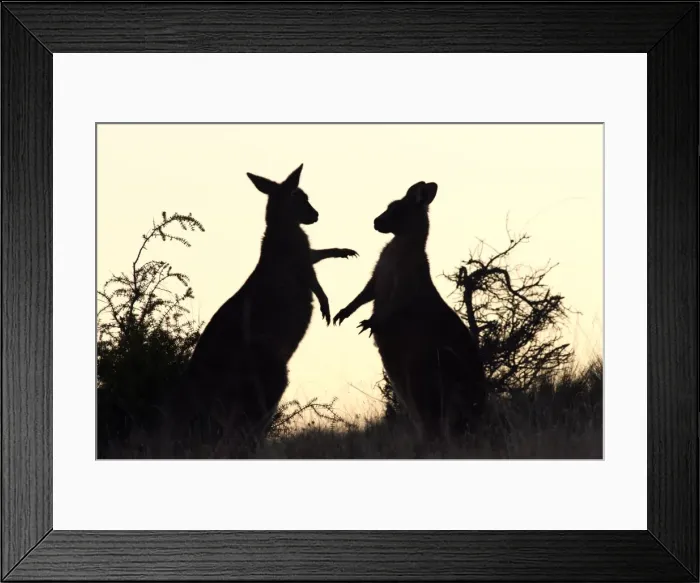Framed Print : Picture No. 10947469 Framed Print : Picture No. 10947469
