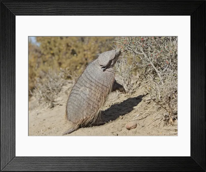 Framed Print : Picture No. 10947584 Framed Print : Picture No. 10947584
