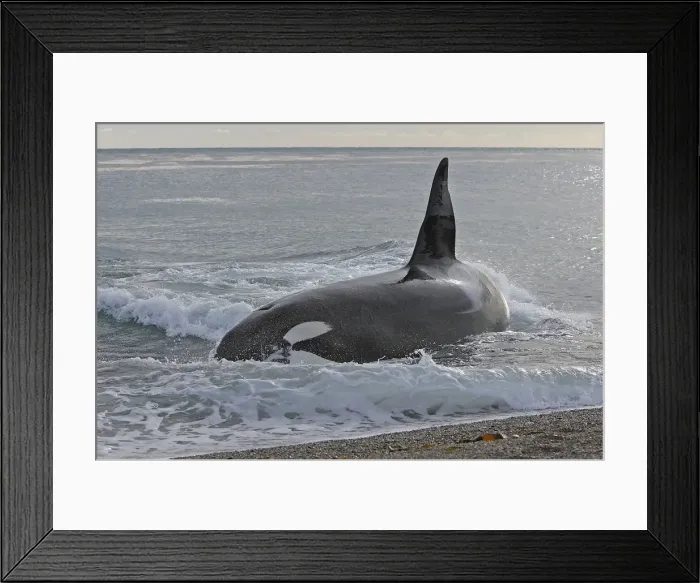 Framed Print : Picture No. 10947603