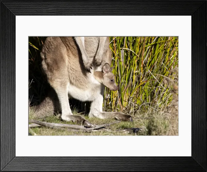 Framed Print : Picture No. 10947463
