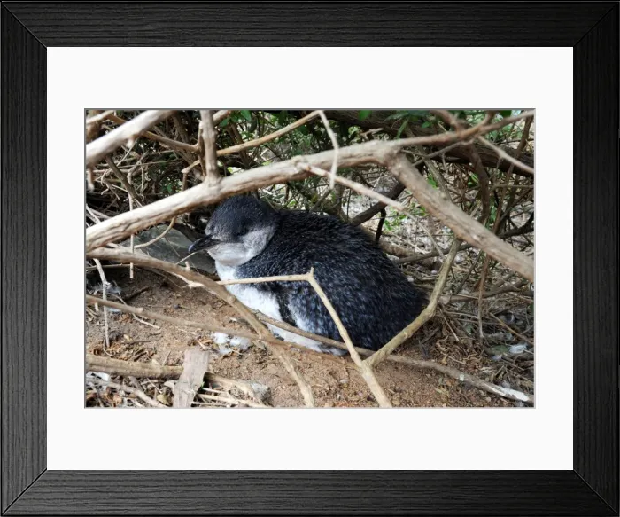Framed Print : Picture No. 10947441
