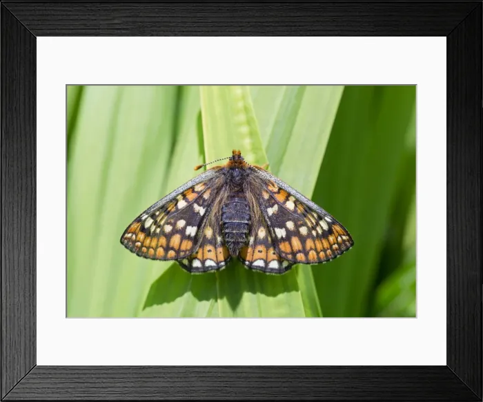 Framed Print : Picture No. 10947842 Framed Print : Picture No. 10947842