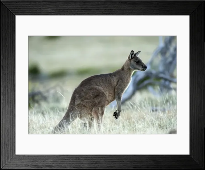 Framed Print : Picture No. 10947483 Framed Print : Picture No. 10947483