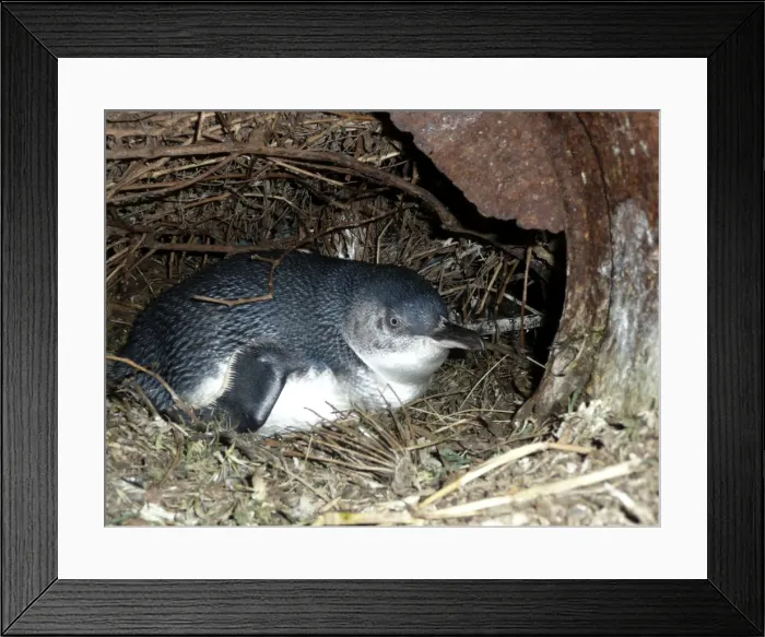 Framed Print : Picture No. 10947443