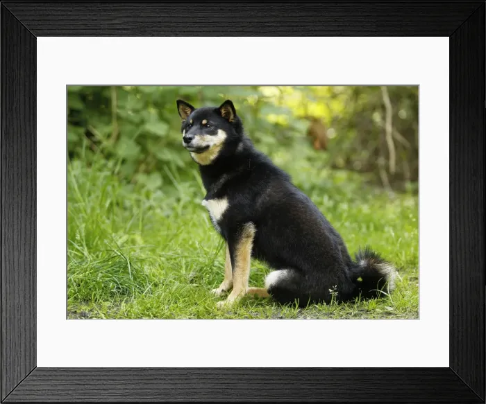 Framed Print : Picture No. 10922302 Framed Print : Picture No. 10922302