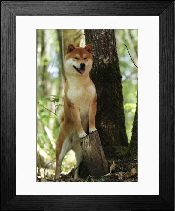 Framed Print : Picture No. 10922297 Framed Print : Picture No. 10922297