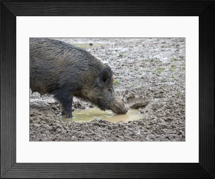 Framed Print : Picture No. 10922284 Framed Print : Picture No. 10922284