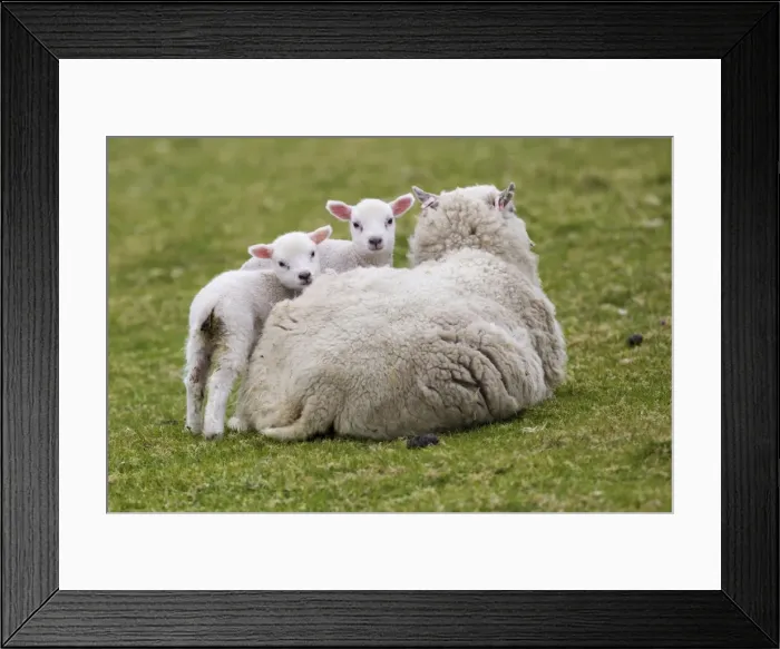 Framed Print : Picture No. 10947819 Framed Print : Picture No. 10947819