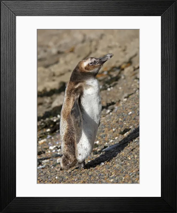 Framed Print : Picture No. 10947593 Framed Print : Picture No. 10947593