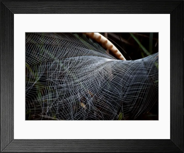Framed Print : Picture No. 10947420 Framed Print : Picture No. 10947420