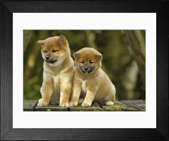 Framed Print : Picture No. 10922316 Framed Print : Picture No. 10922316