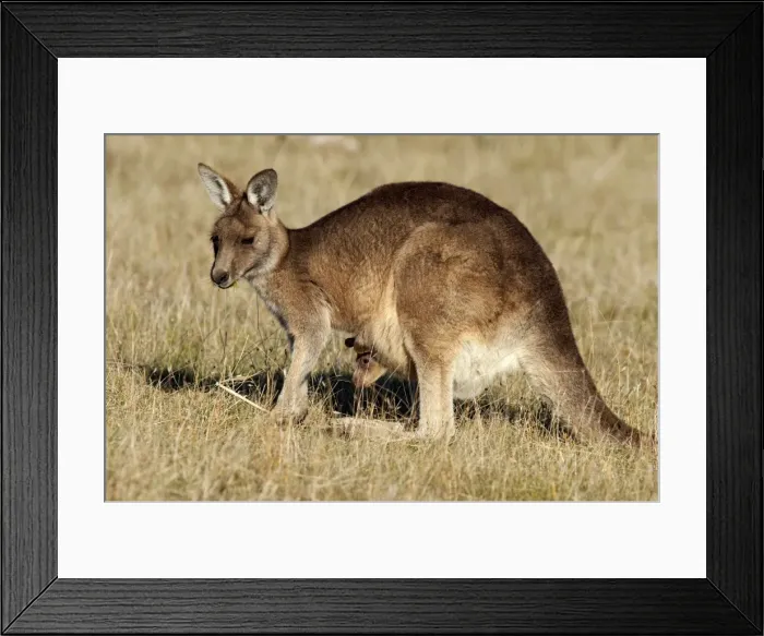 Framed Print : Picture No. 10947508