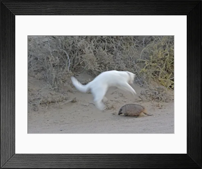 Framed Print : Picture No. 10947581