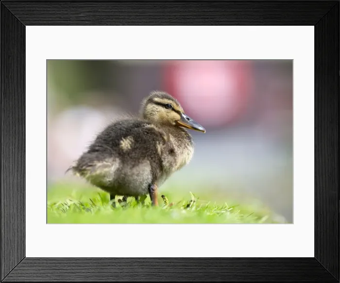Framed Print : Picture No. 10947836