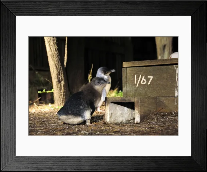 Framed Print : Picture No. 10947444 Framed Print : Picture No. 10947444