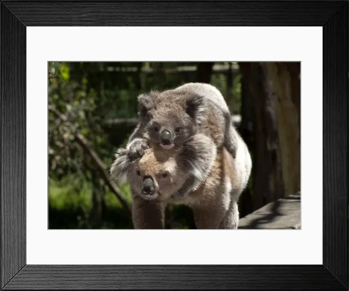 Framed Print : Picture No. 10947485 Framed Print : Picture No. 10947485