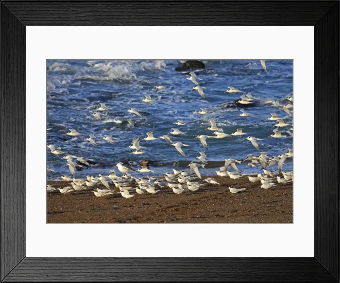 Framed Print : Picture No. 10947609 Framed Print : Picture No. 10947609