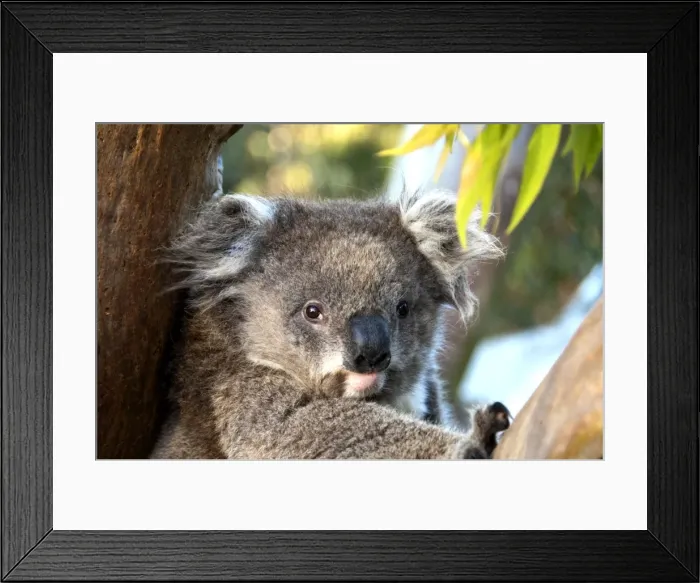 Framed Print : Picture No. 10947473 Framed Print : Picture No. 10947473
