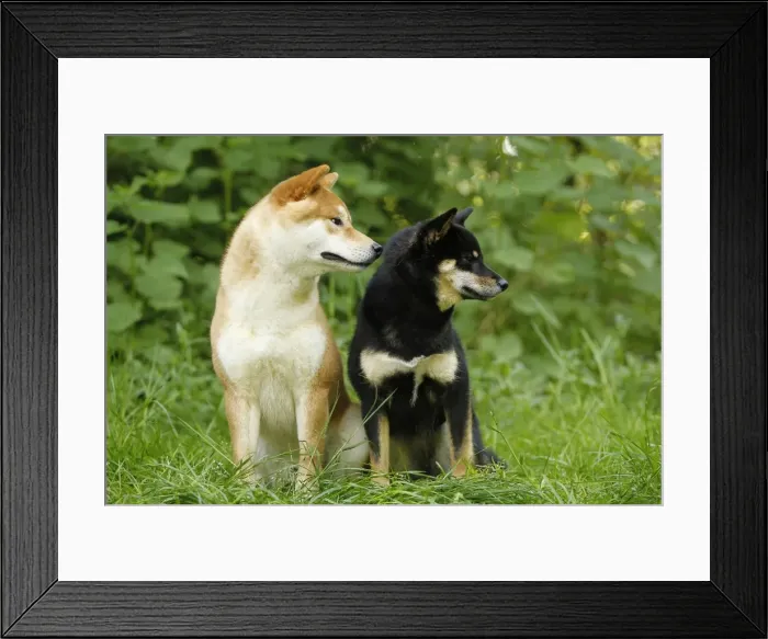 Framed Print : Picture No. 10922304 Framed Print : Picture No. 10922304