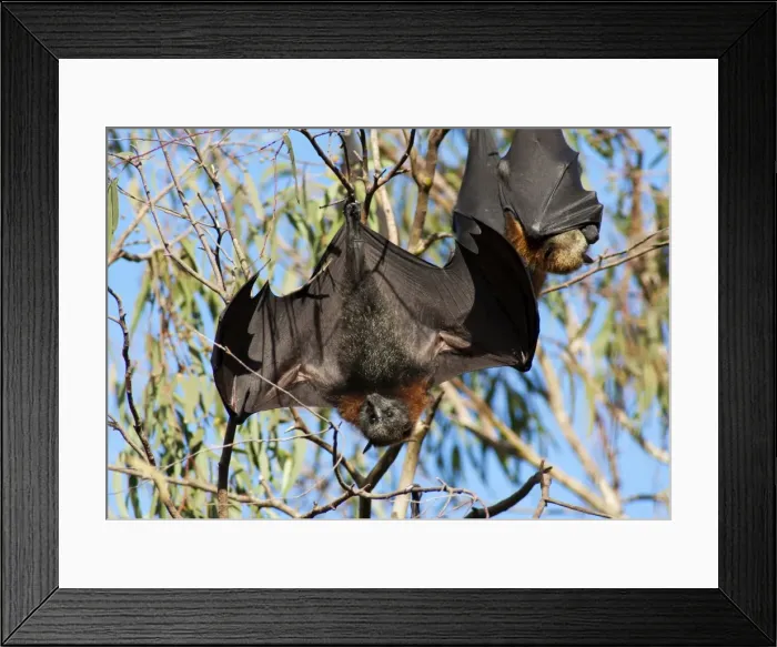 Framed Print : Picture No. 10947474 Framed Print : Picture No. 10947474