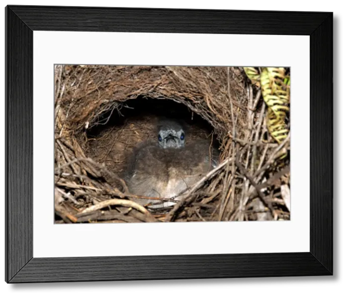 Framed Print : Picture No. 10947428 Framed Print : Picture No. 10947428